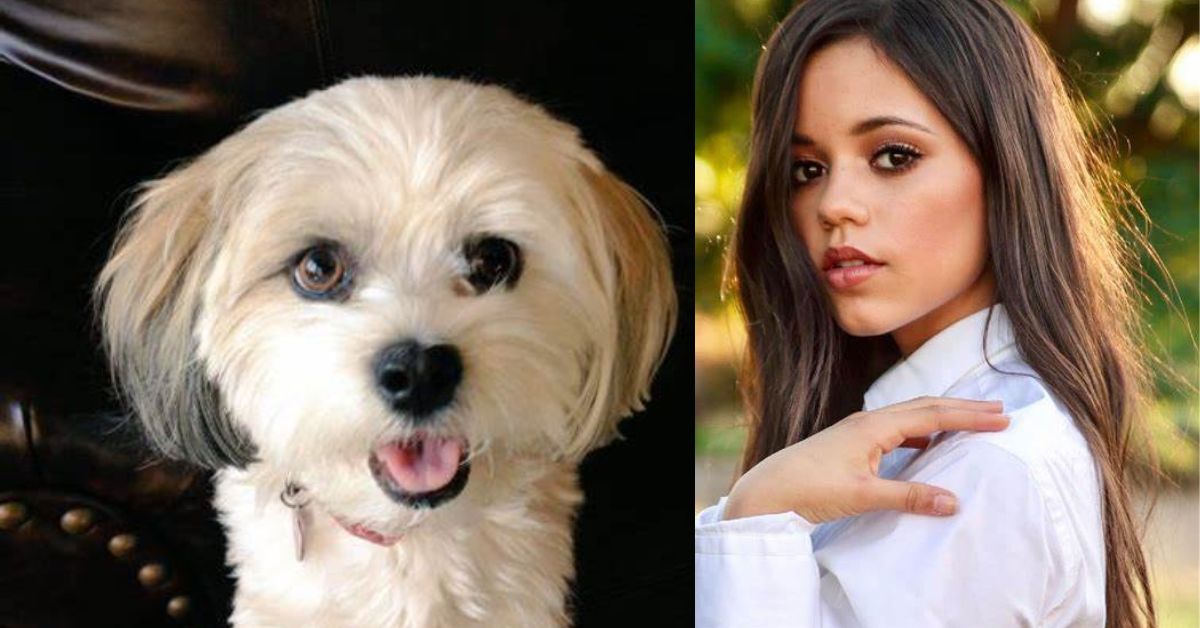 Jenna Ortega Height